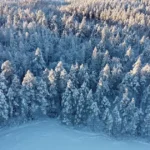 Snow-covered boreal forest with dense coniferous trees