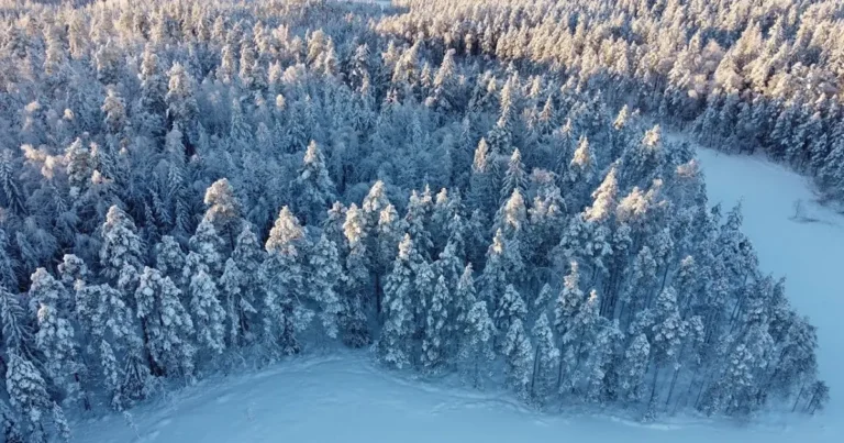 Snow-covered boreal forest with dense coniferous trees