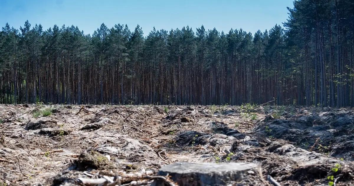 Deforestation showing cleared land with remaining forest in background