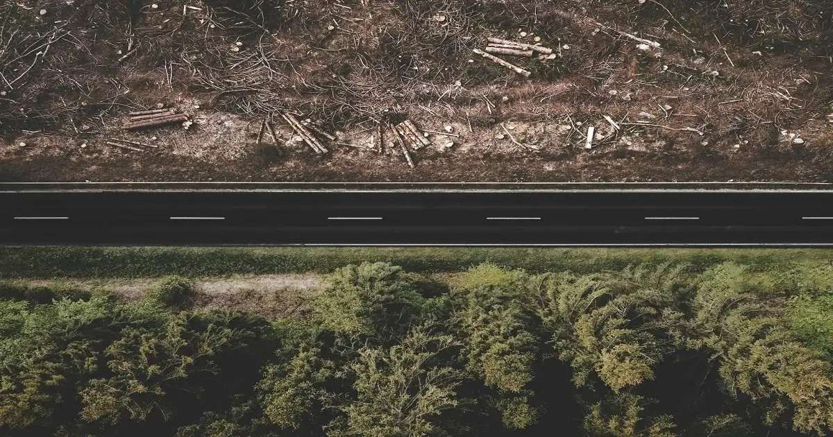 Aerial view of deforestation showing forest cleared near road