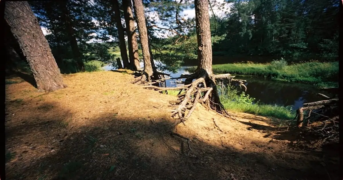 Forest abiotic components showing soil roots water and light shaping plant growth in ecosystem