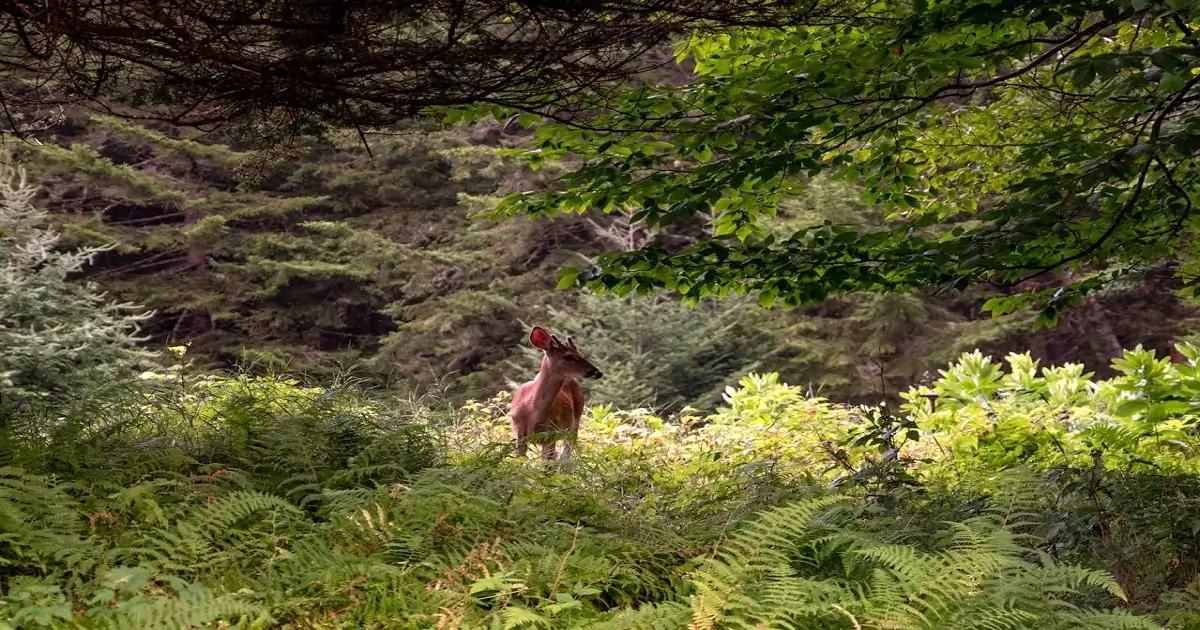 Forest ecosystem with deer among dense vegetation showing biodiversity and layered plant growth