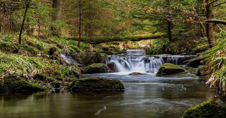 Forest ecosystem showing abiotic factors like water and soil with vegetation in a natural scene