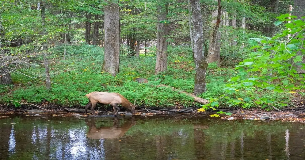 Forest ecosystem with deer near water showing interaction of plants, animals, and environment