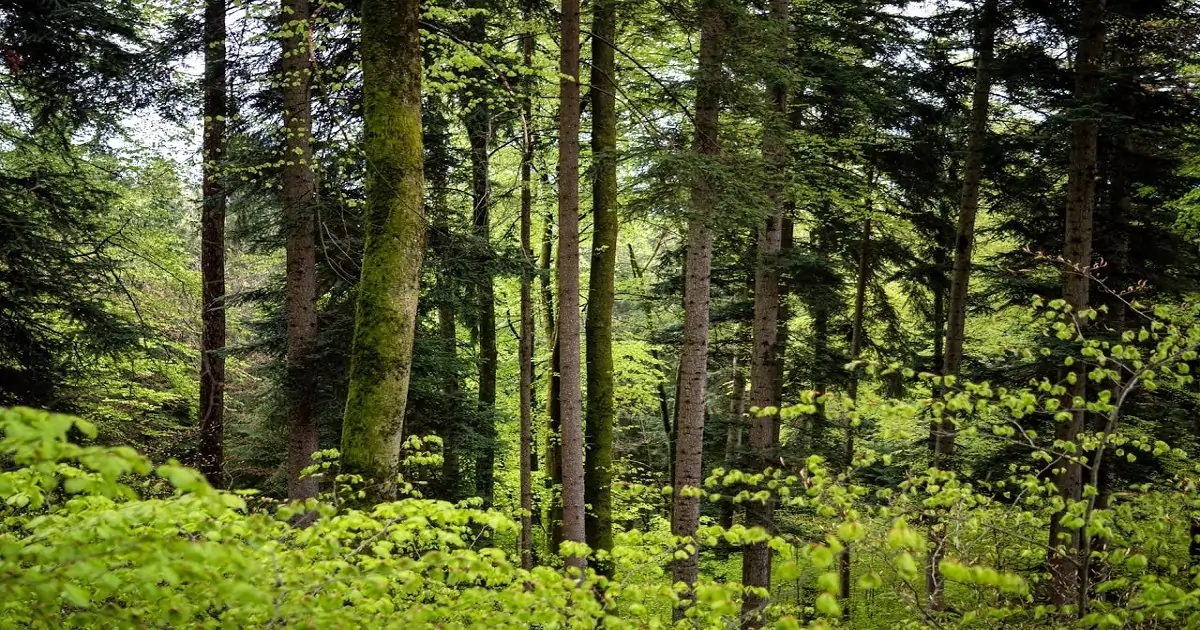 Forest structure showing tree canopy, understory plants, and forest floor vegetation layers