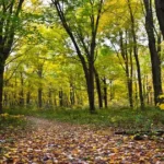 Temperate forest with deciduous trees, autumn leaves, and a natural forest path