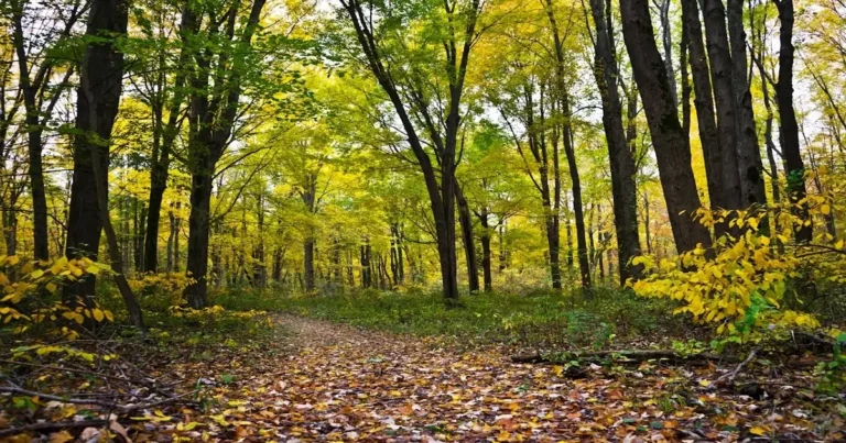 Temperate forest with deciduous trees, autumn leaves, and a natural forest path