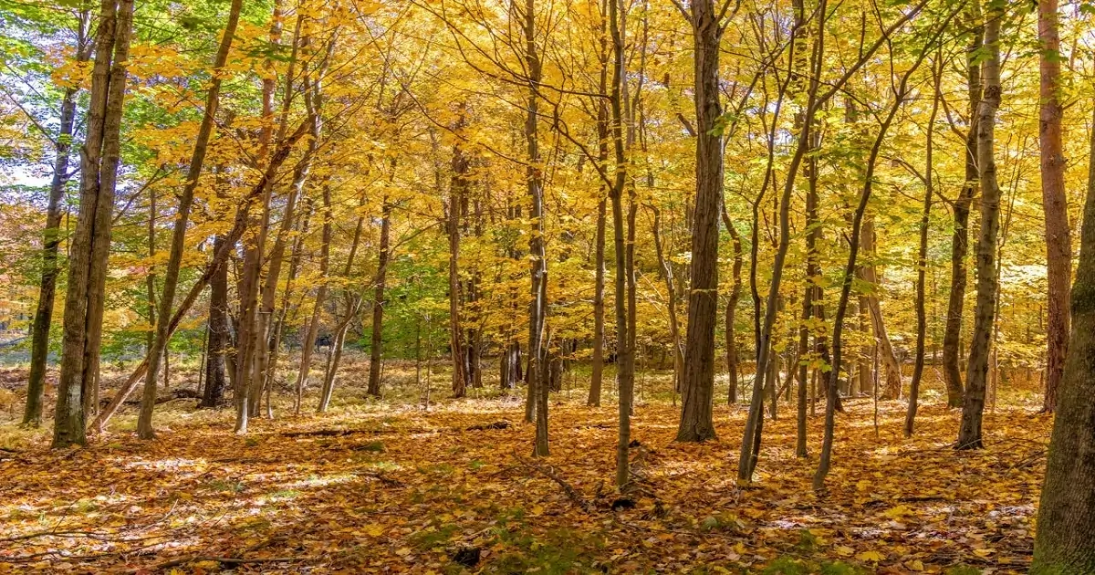Temperate forest with autumn leaves showing layered vegetation and forest floor