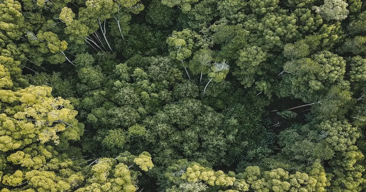 Tropical forest with dense canopy and layered vegetation