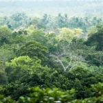 Dense tropical forest canopy with diverse vegetation and layered greenery