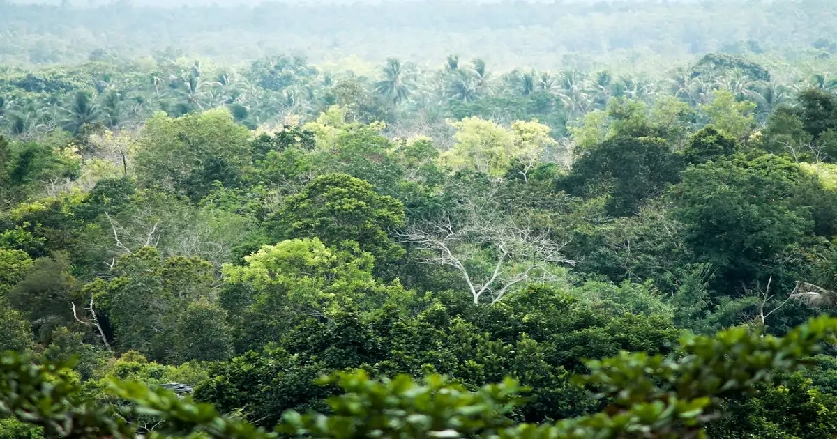 Dense tropical forest canopy with diverse vegetation and layered greenery