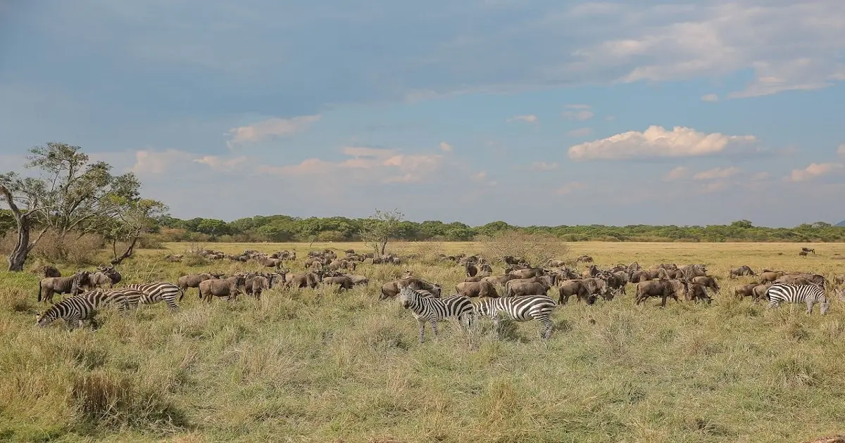 Zebras and wildebeest grazing in a grassland ecosystem showing consumer and vegetation interactions