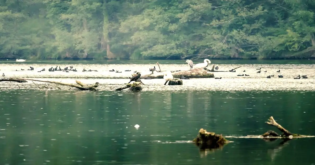 Birds in a forest wetland showing biodiversity, habitat protection, and ecosystem balance