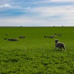 Grazing animals in a green grassland ecosystem showing interaction between biotic and abiotic factors