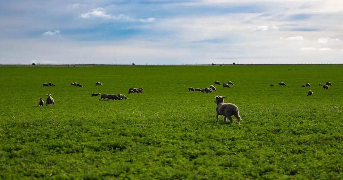 Grazing animals in a green grassland ecosystem showing interaction between biotic and abiotic factors