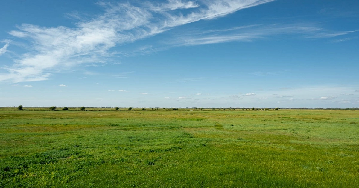 Open grassland ecosystem with wide grassy plains under a blue sky