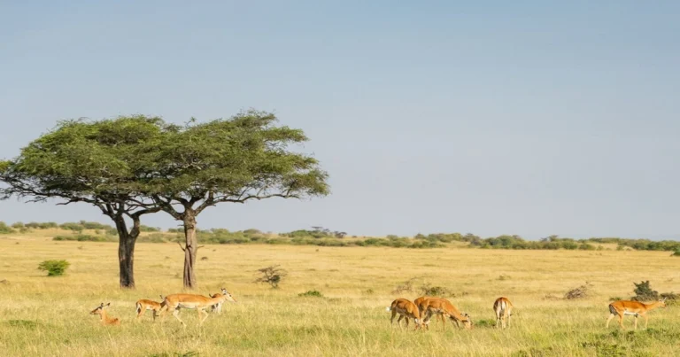 Savanna grassland ecosystem with grazing antelopes, open plains, and scattered acacia trees
