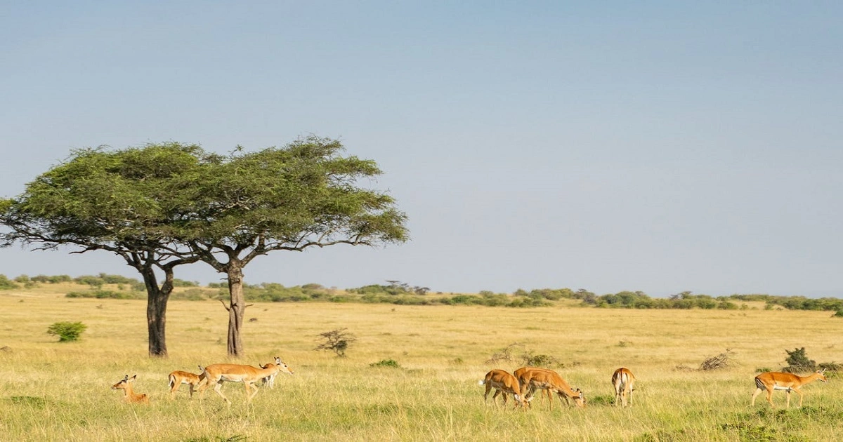 Savanna grassland ecosystem with grazing antelopes, open plains, and scattered acacia trees