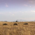 Grassland ecosystem with grazing herbivores, dry grasses, and natural ecological balance