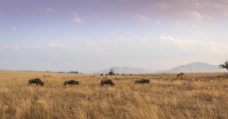 Grassland ecosystem with grazing herbivores, dry grasses, and natural ecological balance