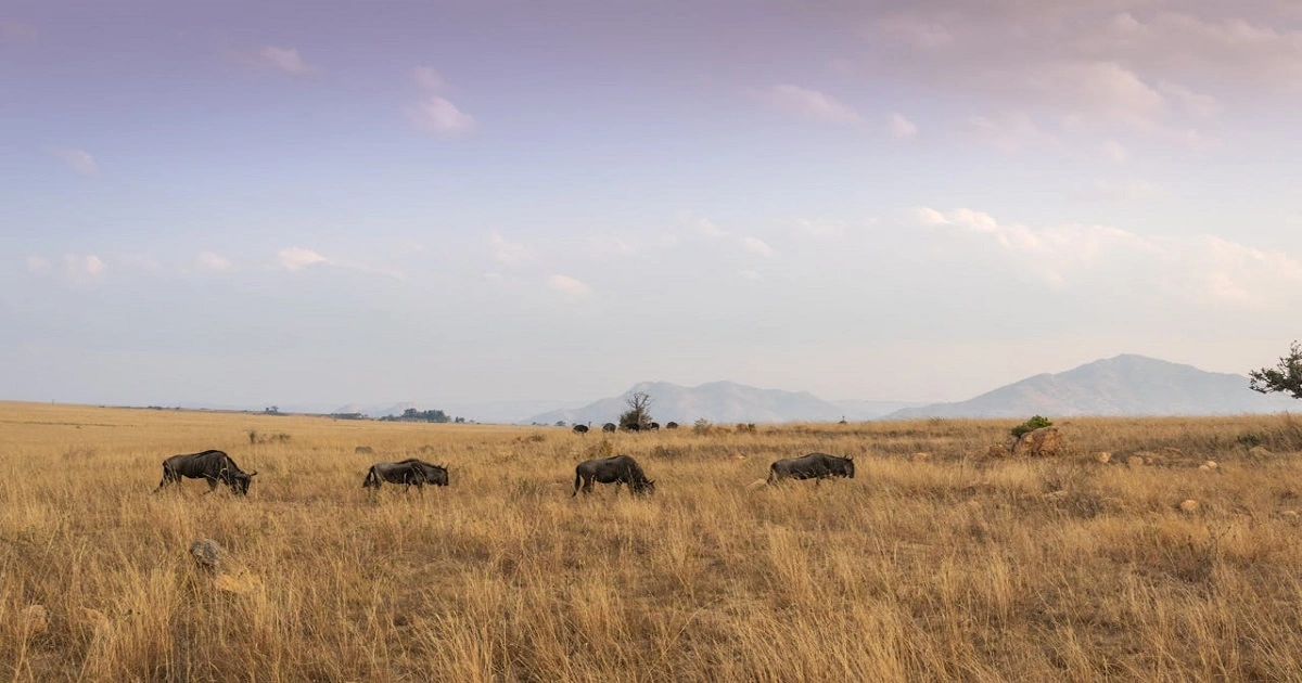 Grassland ecosystem with grazing herbivores, dry grasses, and natural ecological balance
