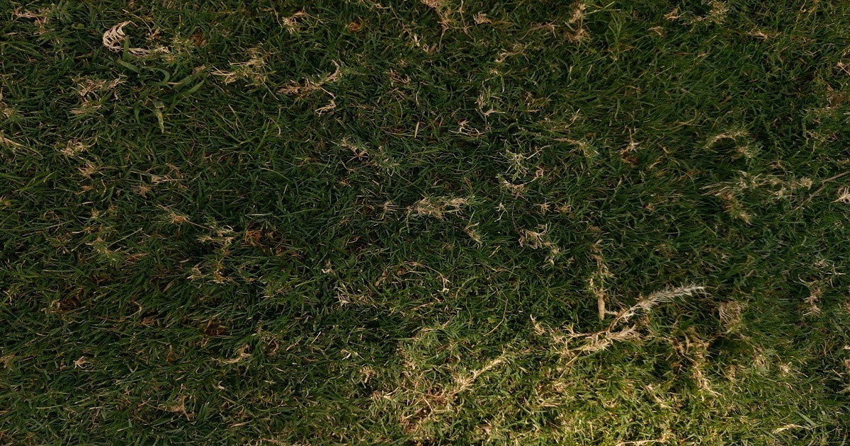Grassland surface showing dense grass cover and organic matter on soil