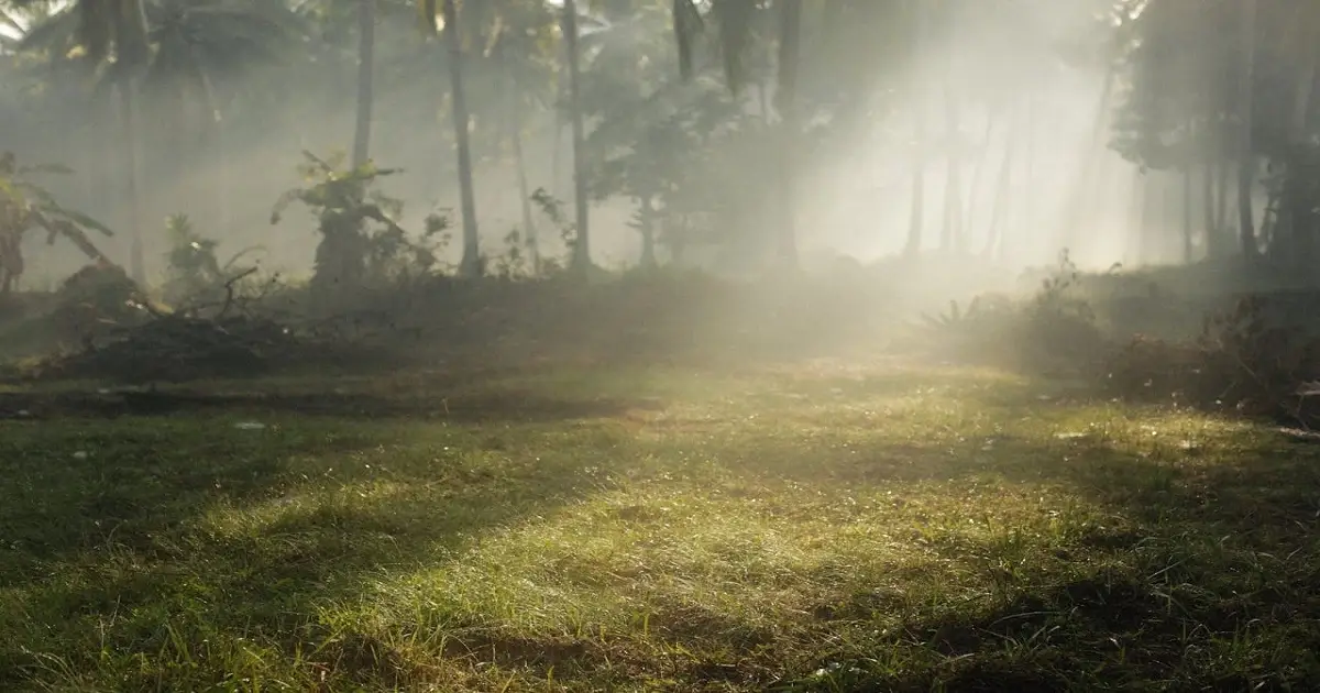 Forest with mist and sunlight showing role of forests in climate regulation and temperature control