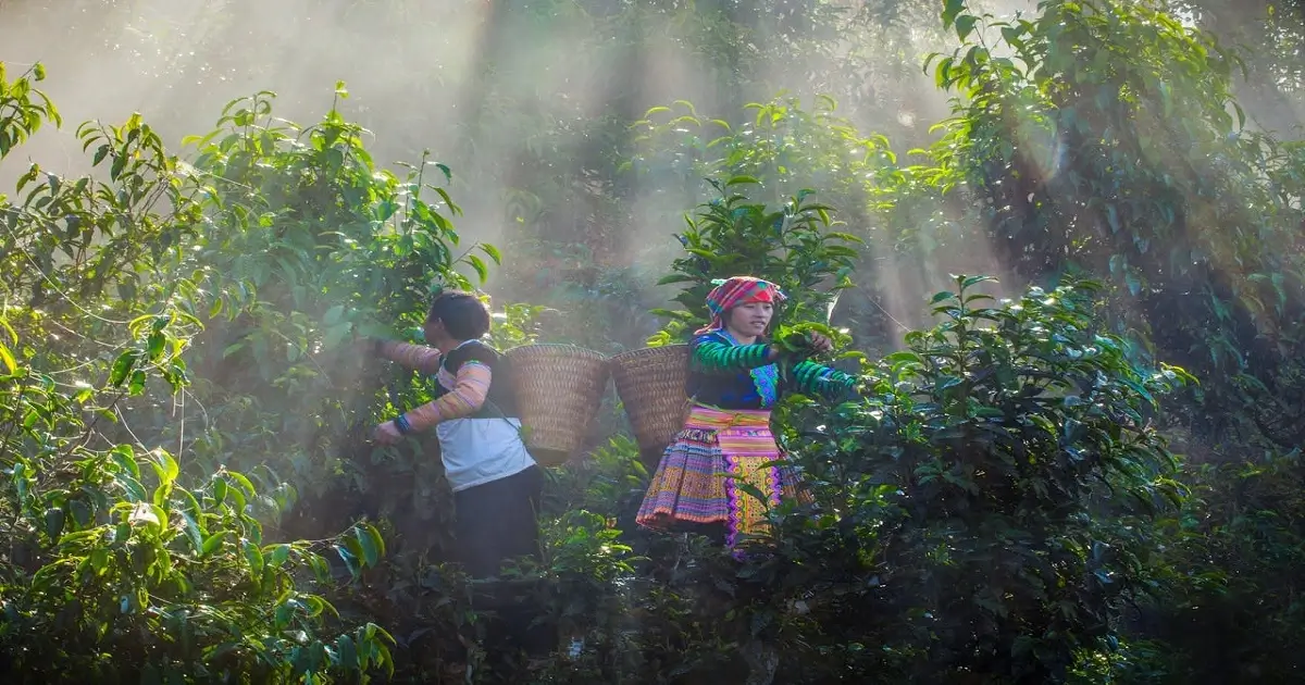 People collecting forest resources, showing importance of forests to human livelihoods and survival