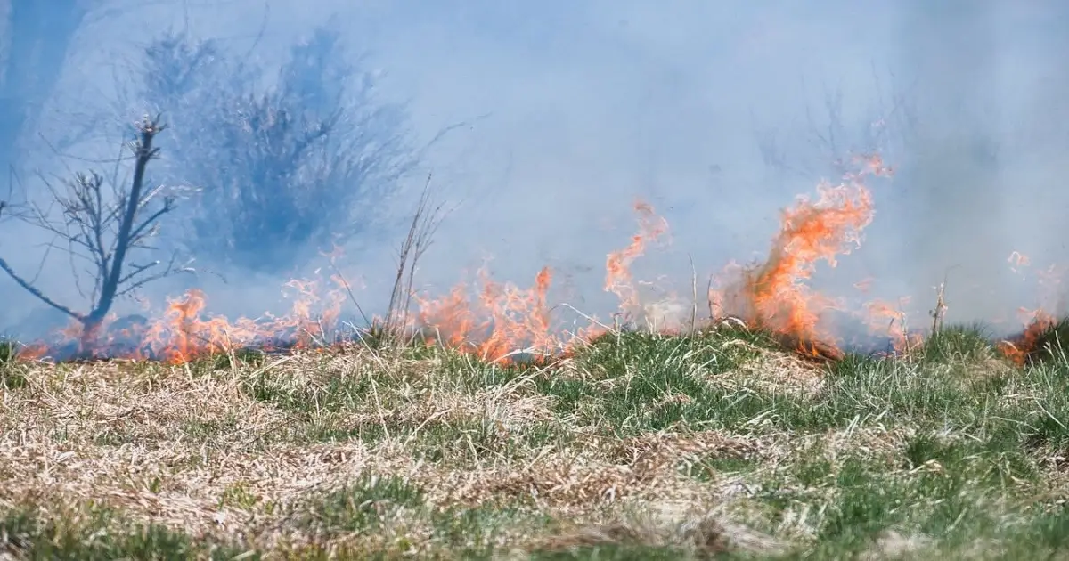 Controlled grassland fire influencing vegetation growth and ecological balance in grassland habitat