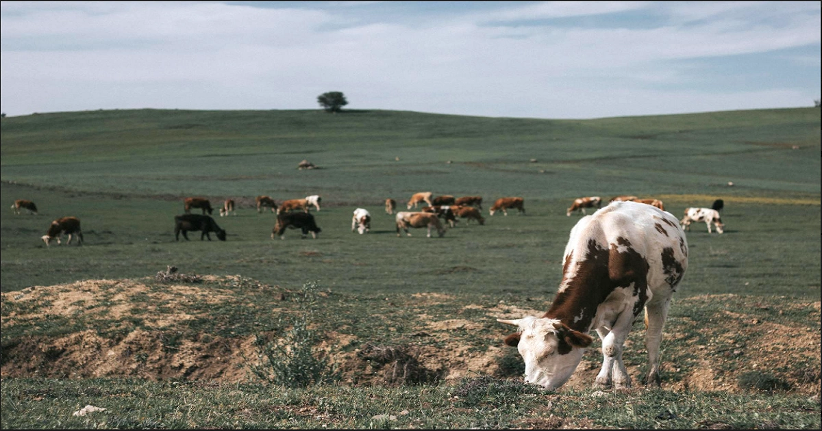 Livestock grazing in a managed temperate grassland ecosystem