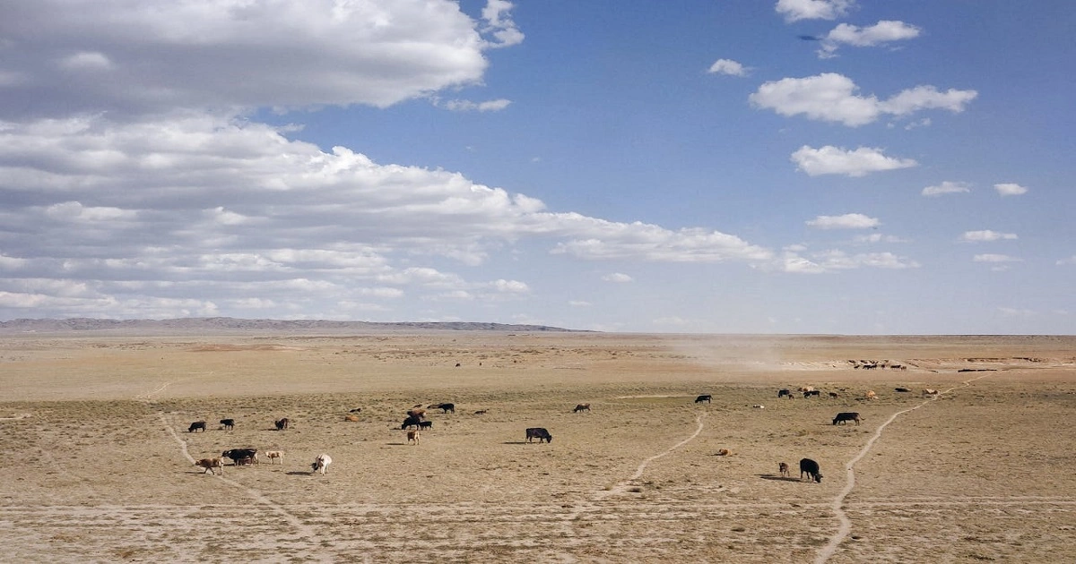 Dry temperate steppe grassland with sparse vegetation and grazing animals