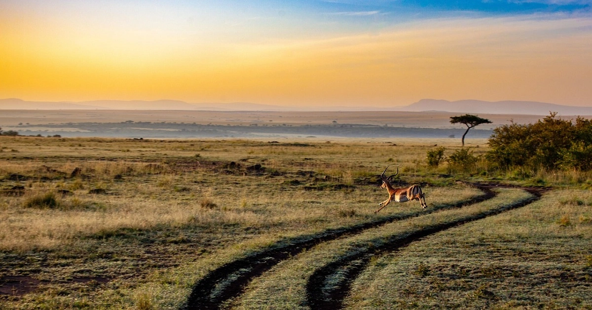Tropical savanna grassland landscape with wildlife and scattered trees