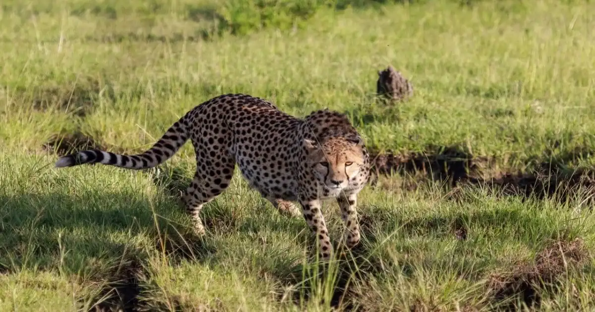Cheetah walking through grassland