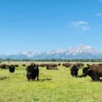 Bison herd grazing in a grassland