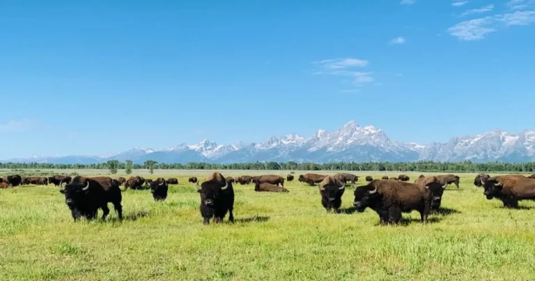 Bison herd grazing in a grassland