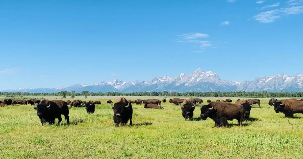 Bison herd grazing in a grassland