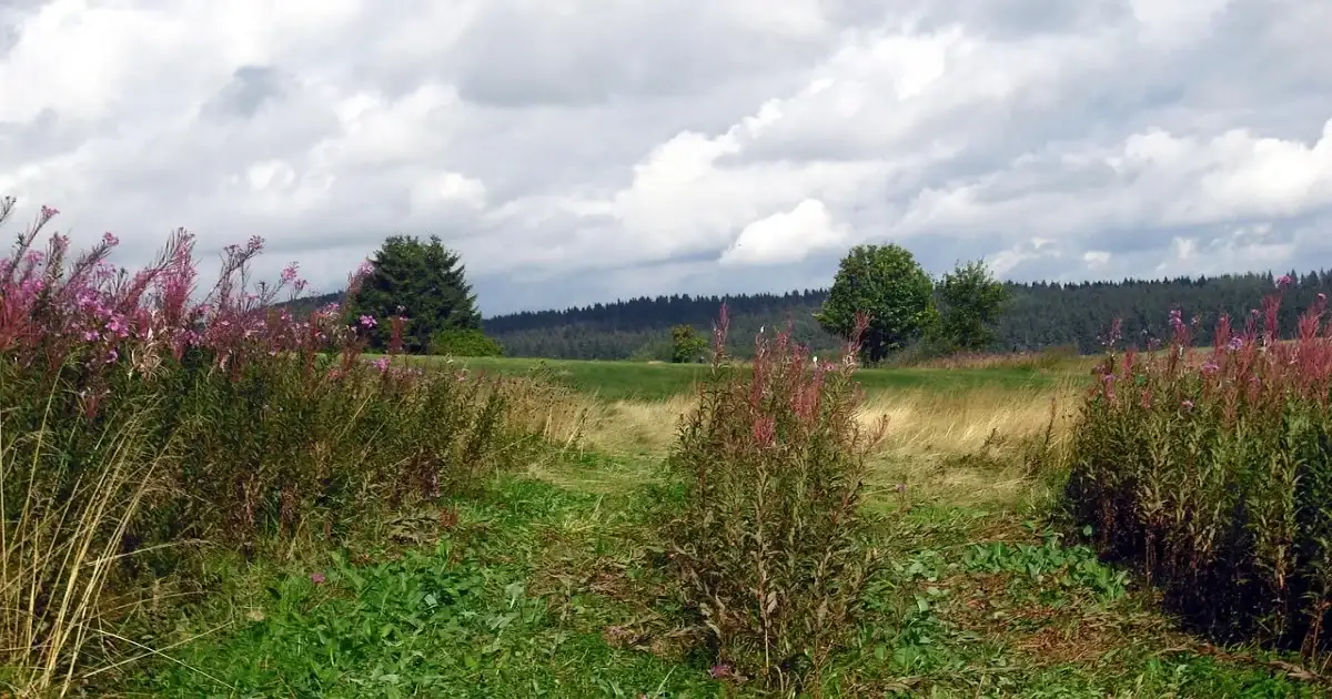 Grasses and wildflowers growing together in a grassland