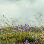 Grassland plants with grasses and purple and yellow wildflowers