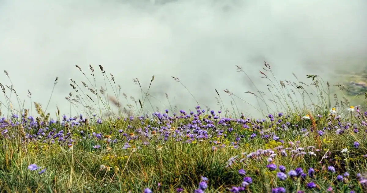 Grassland plants with grasses and purple and yellow wildflowers