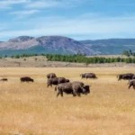 Bison grazing across a golden temperate grassland with mountains in the background
