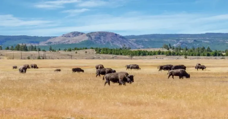 Bison grazing across a golden temperate grassland with mountains in the background