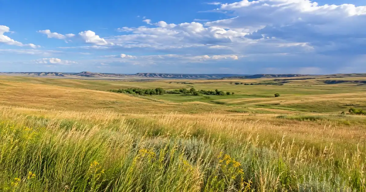 Wide temperate grassland landscape with green and golden seasonal vegetation