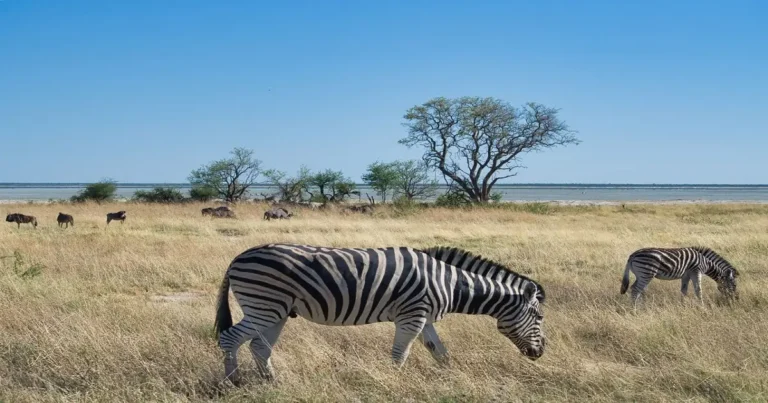 Zebras grazing in a tropical grassland savanna with scattered trees
