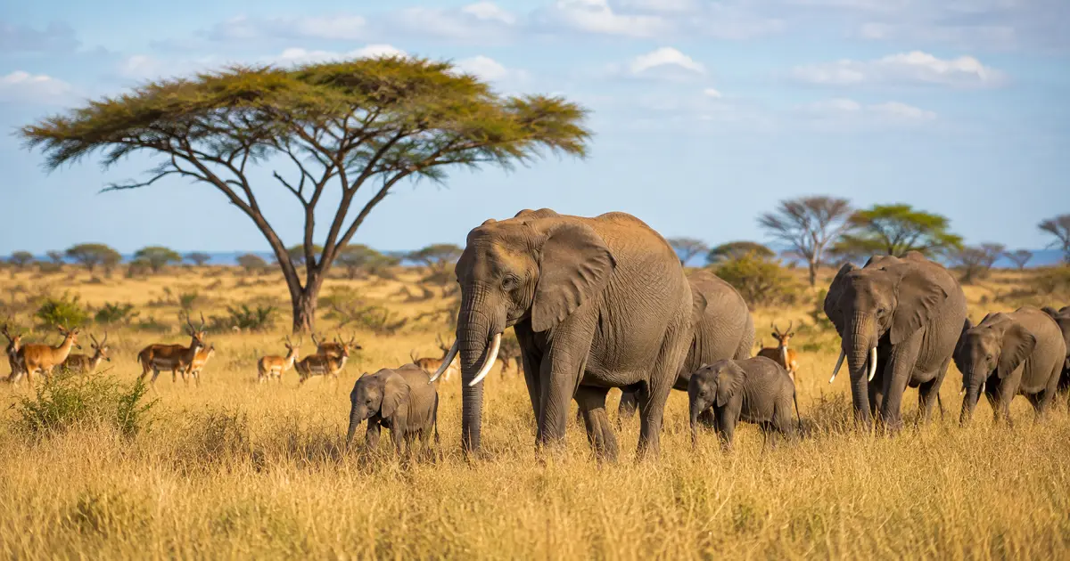 Elephants and antelopes grazing among tall savanna grasses