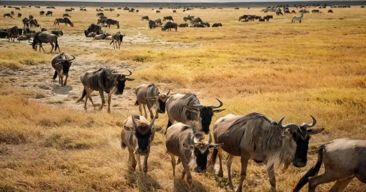 Wildebeest moving together in a grassland herd