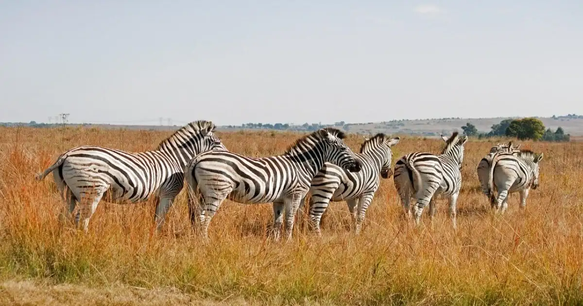 Zebras showing physical adaptations in grassland